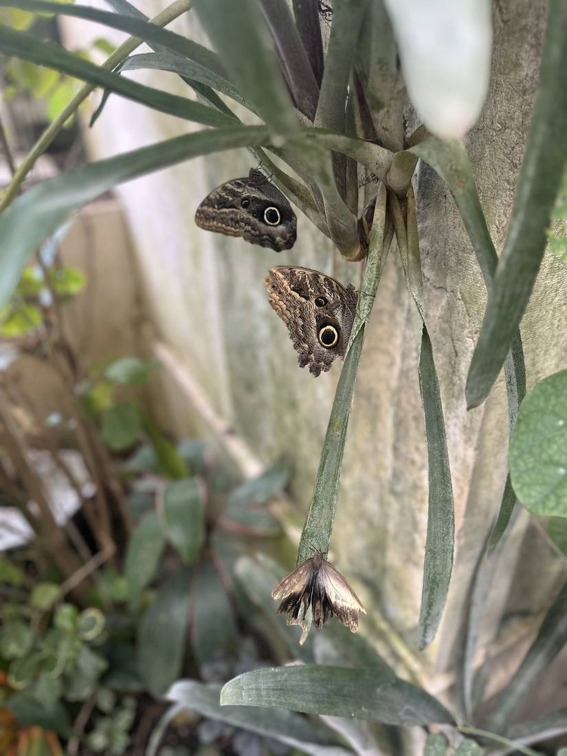 Two owl butterflies on a bromeliad