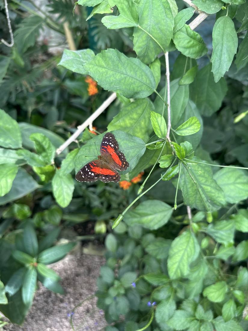Scarlet peacock butterfly with wings open