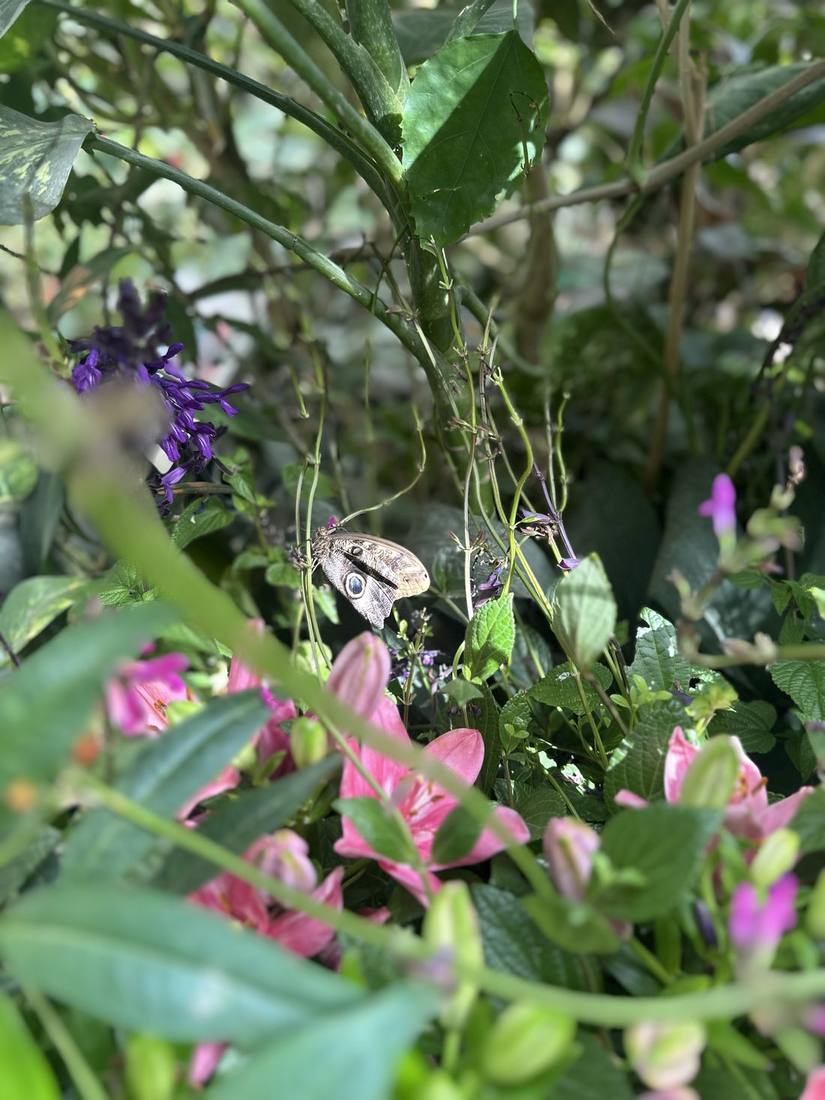 Single owl butterfly on lily and salvia leaves